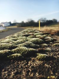 Close-up of plants on field against clear sky