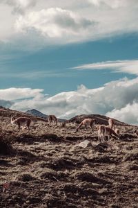 Llamas walking on hill against sky