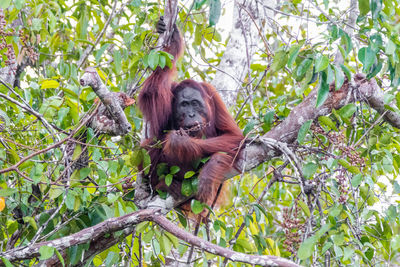 Monkey on tree in forest