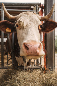 Portrait of cow in pen