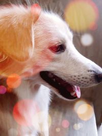 Close-up of dog sticking out tongue