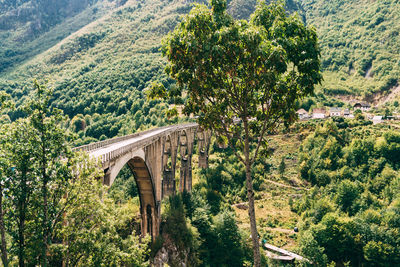 Arch bridge amidst trees in forest