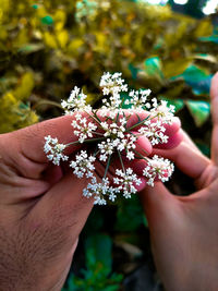 Close-up of hand holding flowering plant