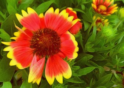 Close-up of red flower