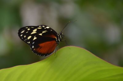 Close-up of butterfly on leaf