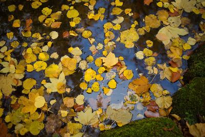 High angle view of yellow maple leaves floating on water