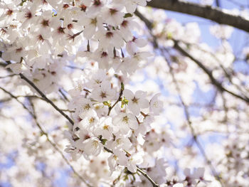 Low angle view of cherry blossoms in spring