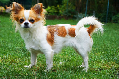 White dog standing on field