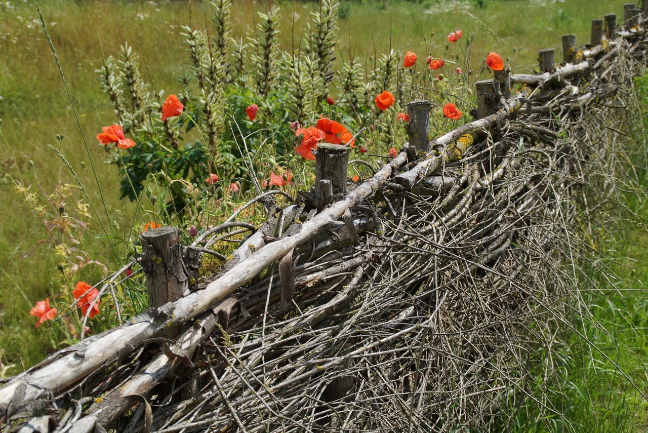 CLOSE-UP OF RED FLOWER ON FIELD