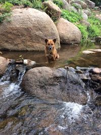 Portrait of dog sitting on rock against trees