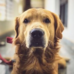 Close-up portrait of dog