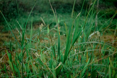 Close-up of grass on field