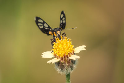 Close-up of butterfly pollinating on flower