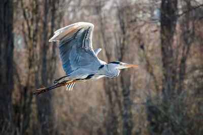 A gray heron in flight in a city park. the middle of autumn.