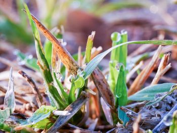 Close-up of fresh green plant
