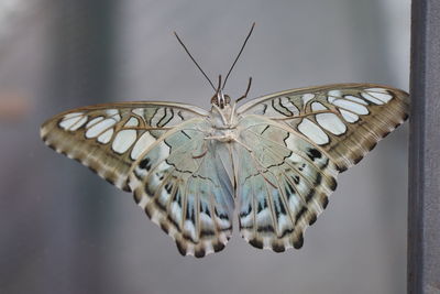 Close-up of butterfly