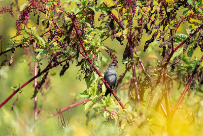 Close-up of bird perching on tree