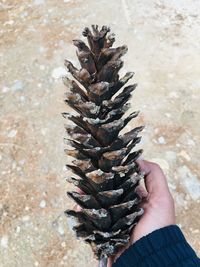 Close-up of hand holding pine cone