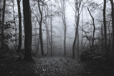 Trees in forest