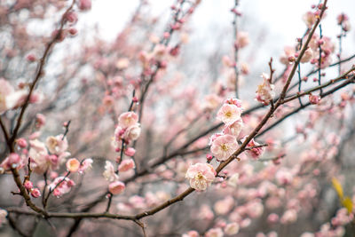 Low angle view of cherry blossoms in spring