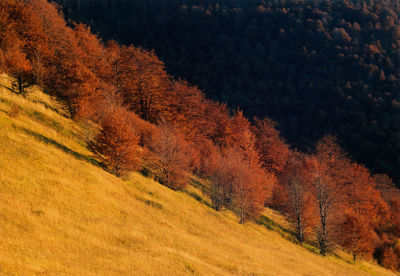 Trees on field during autumn