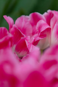 Close-up of pink rose flower