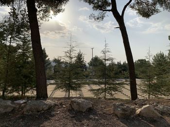 Trees growing on field against sky