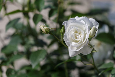 Close-up of white rose