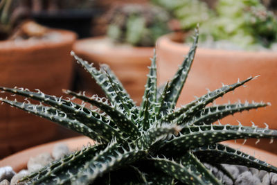 Close-up of succulent plant