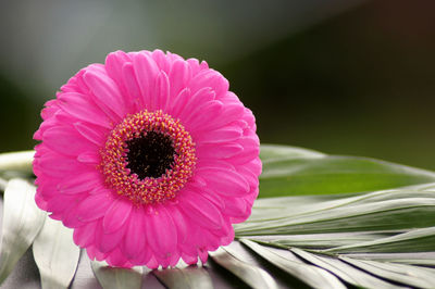 Close-up of pink daisy flower