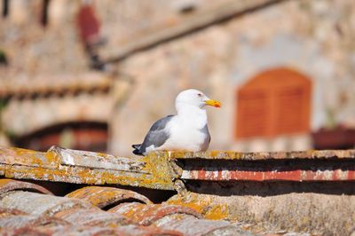 Seagull perching on roof during sunny day