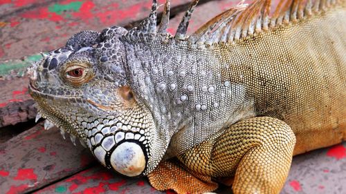 Close-up of iguana