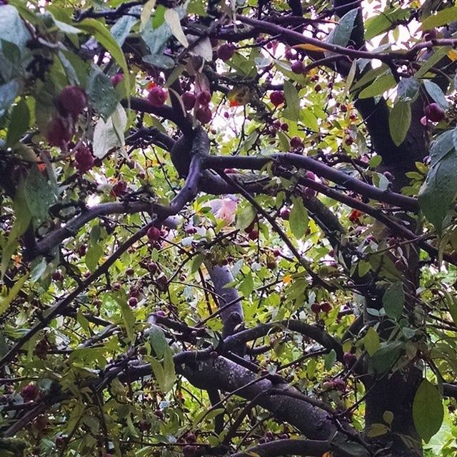 tree, growth, branch, leaf, low angle view, green color, nature, freshness, beauty in nature, plant, fruit, day, outdoors, tranquility, growing, sunlight, no people, lush foliage, close-up, green