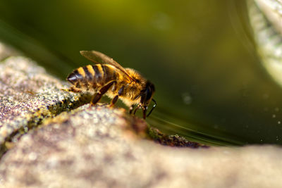 Close-up of insect on rock