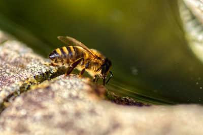 Close-up of insect on birdbath
