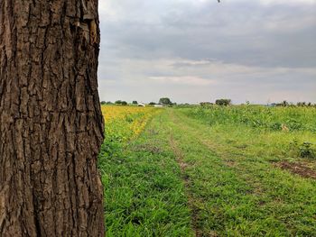 Scenic view of agricultural field against sky