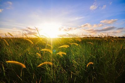 Crops growing on field against sky during sunset