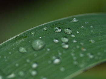 Close-up of raindrops on green leaves