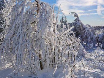 Snow covered plants against sky