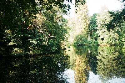 Reflection of trees in lake