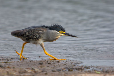 Close-up of bird on beach