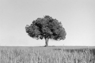 Tree on field against clear sky