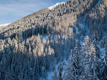 Pine trees on snow covered mountain