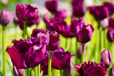 Close-up of purple flowering plants on field