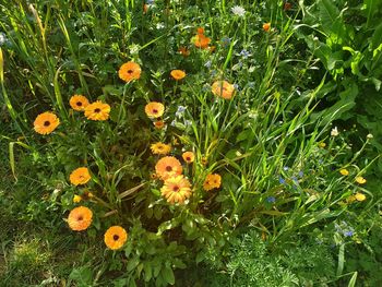 Close-up of yellow flowering plants on field