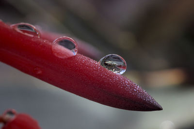 Close-up of raindrops on red leaf