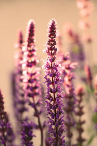 Close-up of lavender blooming outdoors