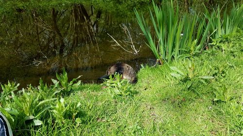 Plant growing in pond