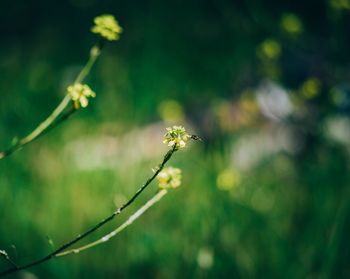 Close-up of flowers