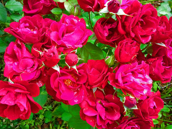 Close-up of pink flowers